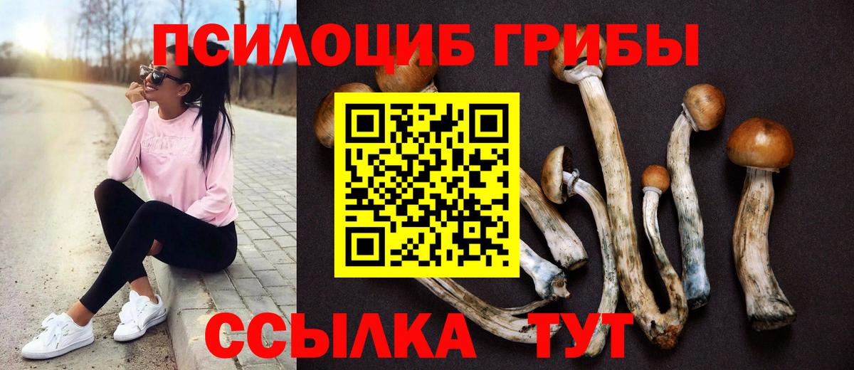 Псилоцибиновые грибы Psilocybe Стрежевой